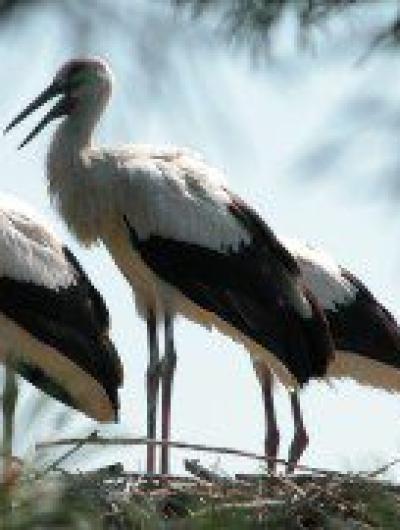 белые_аисты_молодые_птицы перед вылетом из гнезда