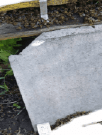 abeja2