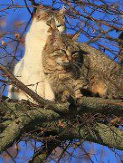 коты (2)
