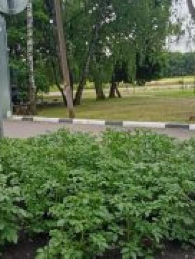 картофель_1