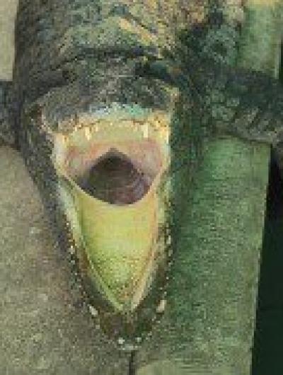 Любовь на выживание_пара из Орла_1