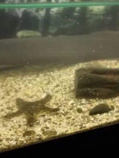 мастцембел 1.zu_IBg2YpkEQno5BncXqrglZftf39taNWmzX4Hxdz3k