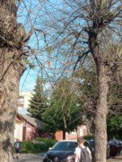 сухое дерево_1