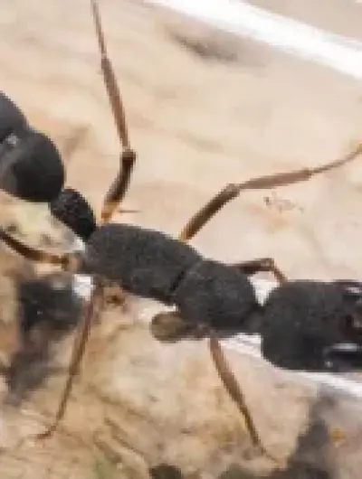 муравей 1.xg34jZdCBQJoa1SAquOQ1Xk9rPZqrhDaJ1rKgDqUysI