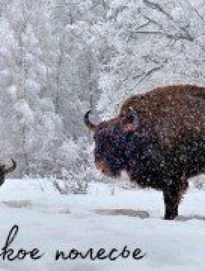 К 30-летию Орловского полесья выйдут тематические открытки с зубрами 1