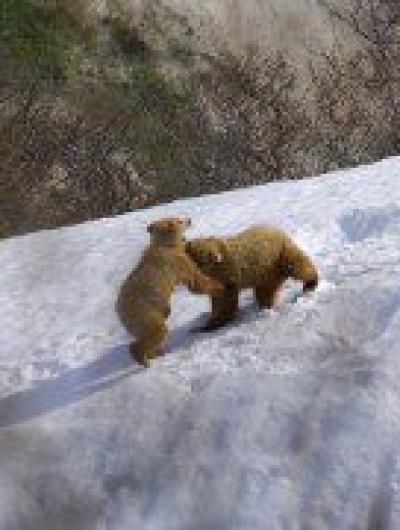 Cubs wrestle on slope