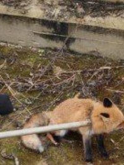 лису спасли