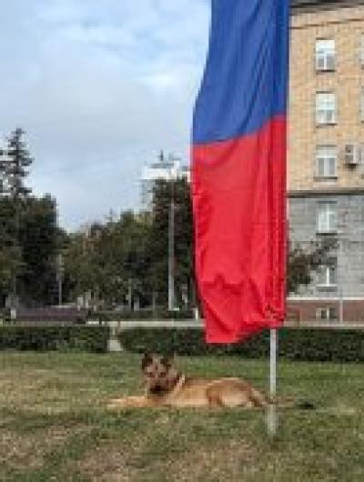 собака