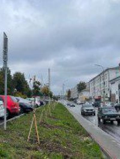 Клёны и липы