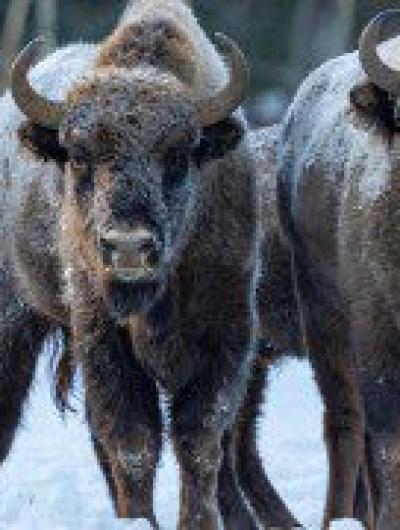 К 30-летию Орловского полесья выйдут тематические открытки с зубрами 3