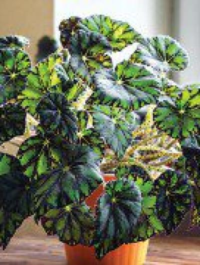 Begonia-Chlorosticta