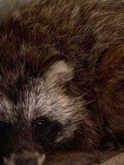 ЕнотособСтепан