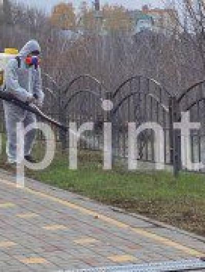 гусеницы