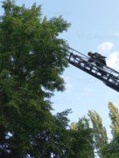 спасение котят 2