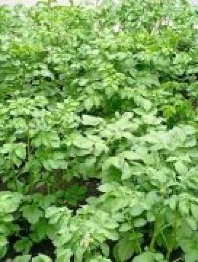 картофель(1)_1