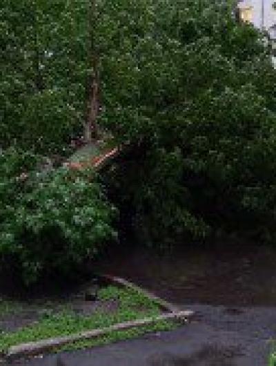 упало_дерево_1