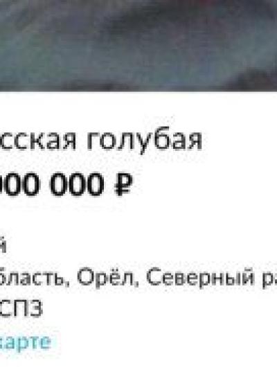 кот_01