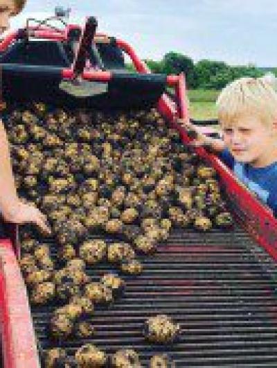 на уборке картофеля