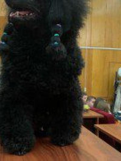 собаки-волонтёры(1)