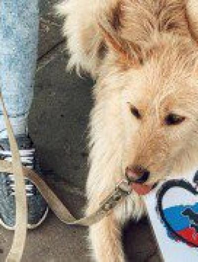 животные (1)