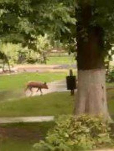 поросенок_Мценск_03