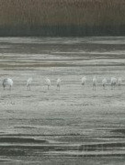 цапли(2)