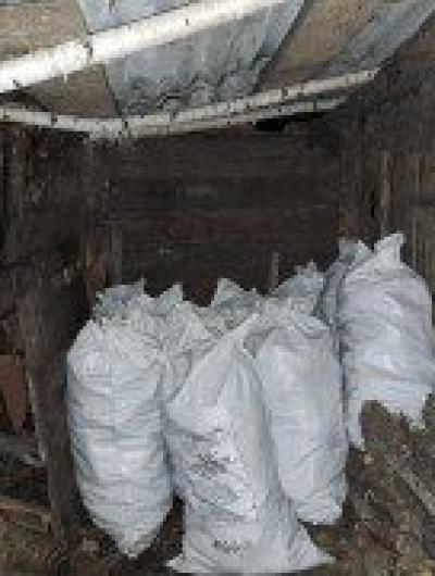 Кукуруза (4)