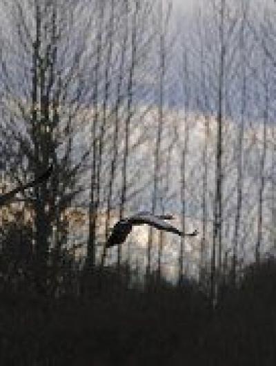 журавли 3