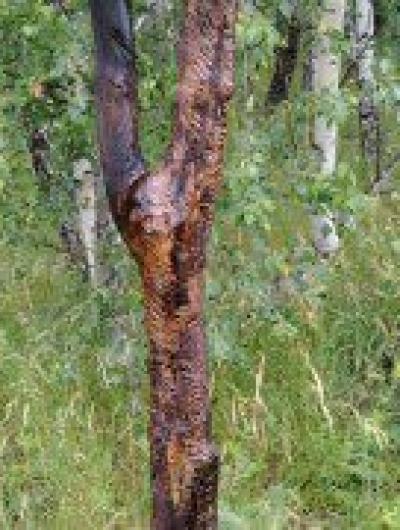 экотропа (1)