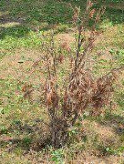 Парк_любовь_03