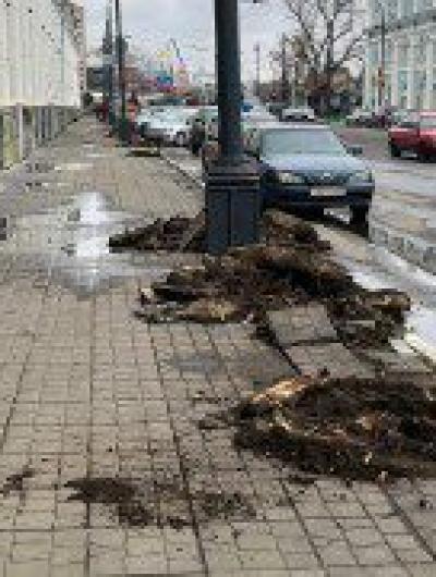 Очередной спил деревьев в центре Орла показал разочарование горожан во властях