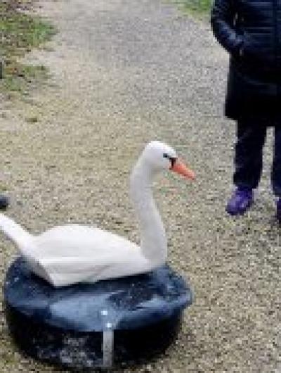 лебедь 1