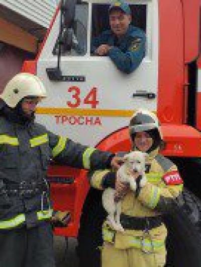 щенок