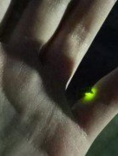 светлячки (1)