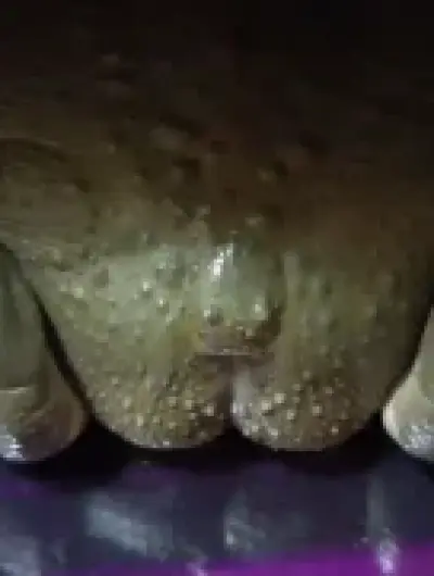 жаба 2.34zXCggVJQ5nU-UIHd5BAwdJZfHtIMd86OYFZv7dTYY