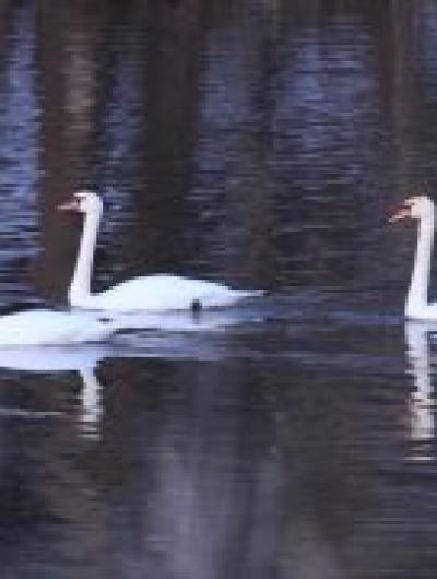 лебеди (1)