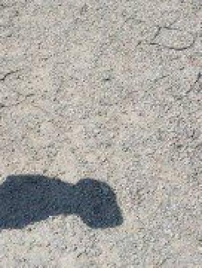 Медведевский лес 06