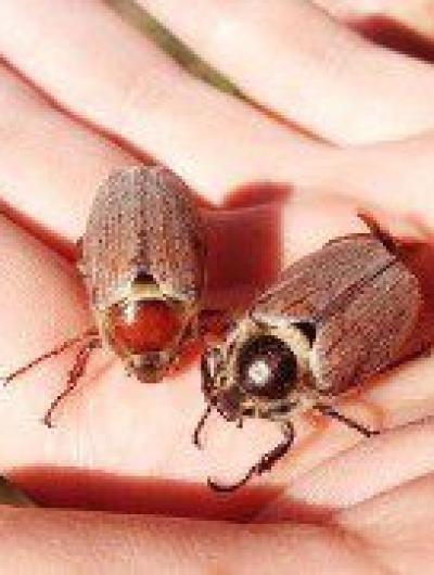 майские жуки