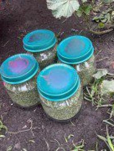 Конопля и марихуана детское питание - Дмитровск (1)