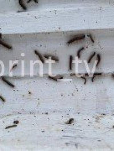 гусеницы (1)