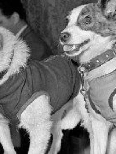 belka_i_strelka_foto