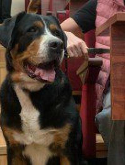 собаки-волонтёры(2)