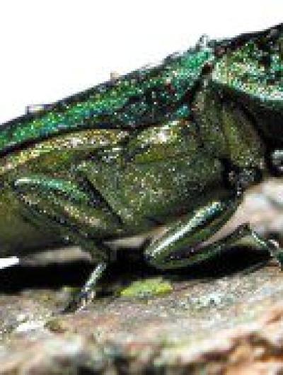 Картина на главную