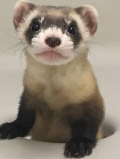 Elizabeth Ann-the-first-cloned-black-footed-ferret580