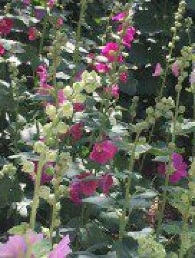 64876073_462683310964506_2325099297516814336_n