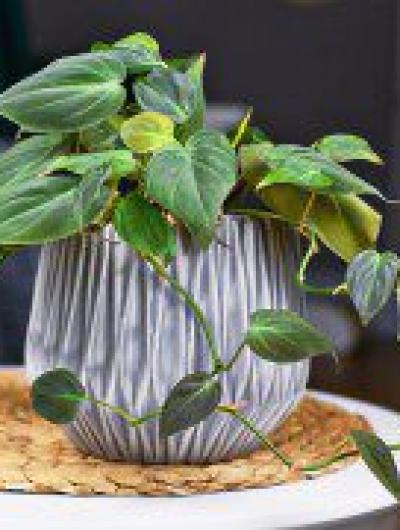 Philodendron-Micans