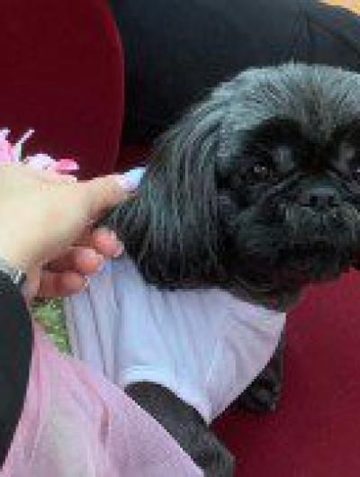 собаки-волонтёры