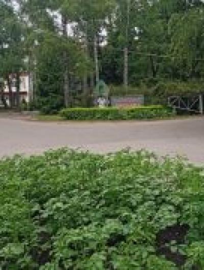 картофель(2)_1