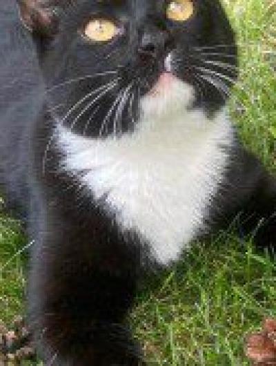 кот (1)