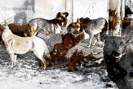 Приют для собак в Орле откроется в мае этого года
